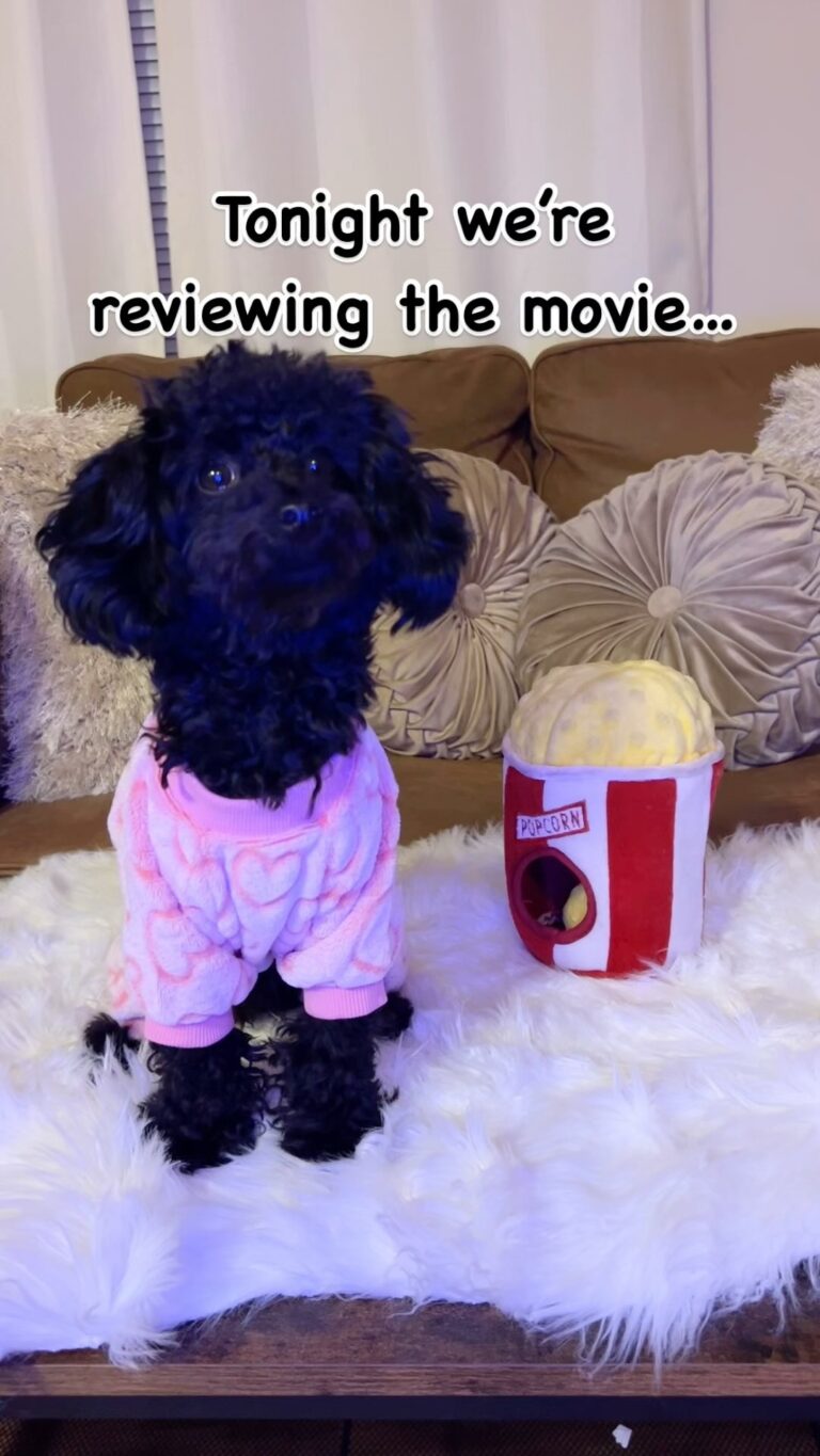 Instagram post from shuri_thetoypoodle. This post is in position 12.